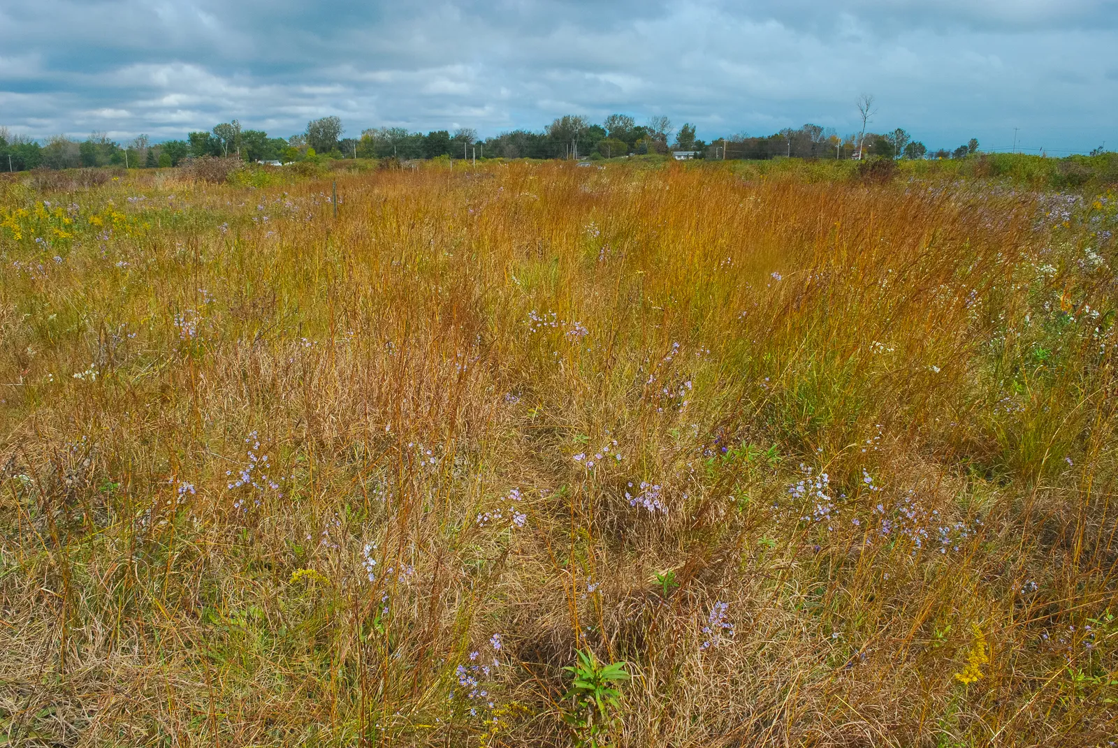 Tall grasses and wildflowers across Chiwaukee Prairie under a cloudy sky